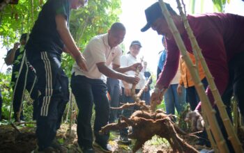 Perkuat Ketahanan Pangan, Pemkot Semarang Manfaatkan Lahan Kosong untuk Tanam Singkong dan Ubi
