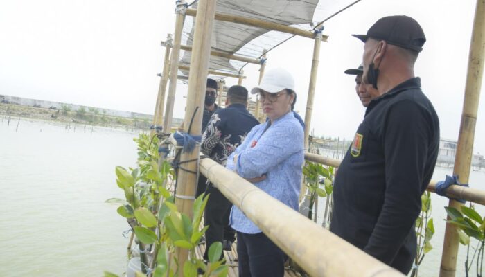 Tambakrejo Semarang Bakal Jadi Ecowisata Mangrove, Pemkot Siapkan Masterplan