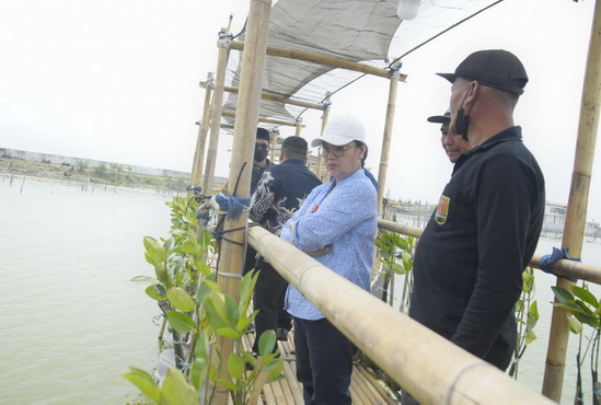 Tambakrejo Semarang Bakal Jadi Ecowisata Mangrove, Pemkot Siapkan Masterplan