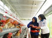 PNM Dorong Ketahanan Pangan Desa Kopeng Melalui Program Ayam Petelur dan Green House