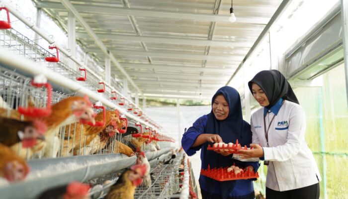 PNM Dorong Ketahanan Pangan Desa Kopeng Melalui Program Ayam Petelur dan Green House