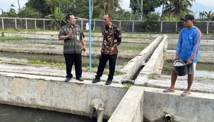 Dorong Budidaya Ikan Beong, Sumanto: Kalau Bisa Dua Bulan Sudah Panen