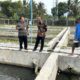 Dorong Budidaya Ikan Beong, Sumanto: Kalau Bisa Dua Bulan Sudah Panen