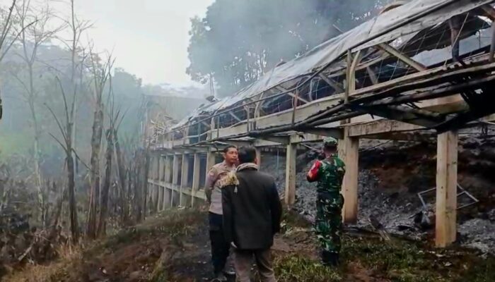 Kandang Peternakan Ayam di Sumowono Semarang Ludes Terbakar, Kerugian Pemilik Capai Rp3 Miliar