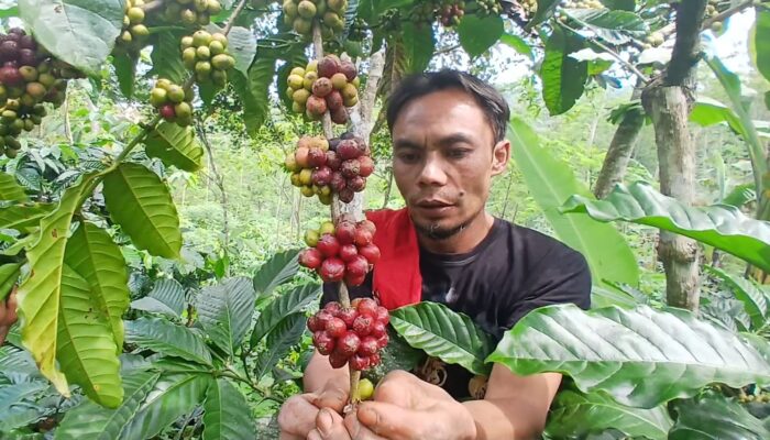 Produksi Panen Raya Meningkat, Petani Kopi Rakyat di Kabupaten Semarang: Harga Jual Malah Turun 30 Persen