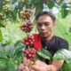Produksi Panen Raya Meningkat, Petani Kopi Rakyat di Kabupaten Semarang: Harga Jual Malah Turun 30 Persen