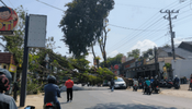 Pohon Angsana Tumbang Timpa Mobil di Jalan Ngesrep, Pengemudi Selamat Meski Mobil Rusak