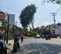 Pohon tumbang di jalan Ngesrep, Semarang. (X/@chocorawr)