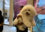 pet festival semarang