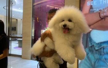 pet festival semarang