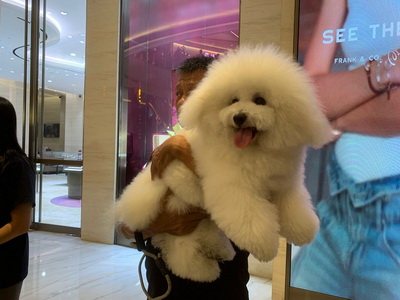 pet festival semarang