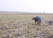 petani blora