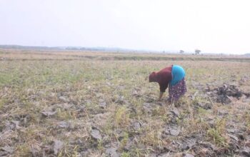 petani blora