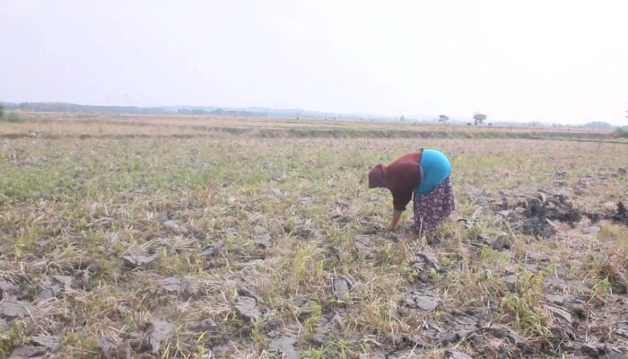 Musim Kemarau Tiba, Petani Blora Pilih Tanam Jagung Demi Efisiensi Air