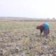 Musim Kemarau Tiba, Petani Blora Pilih Tanam Jagung Demi Efisiensi Air