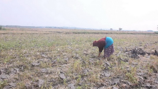 petani blora