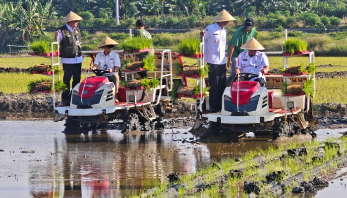 Sinergi Pemprov dan BI Jateng Pulihkan Lahan Pertanian Bekas Banjir Seluas 512 Hektar di Demak