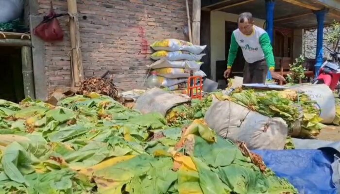 Harga Panen Terjun Bebas, Begini Keluh Kesah Petani Tembakau di Lereng Gunung Merbabu