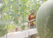kebun melon hidroponik