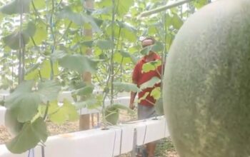 kebun melon hidroponik