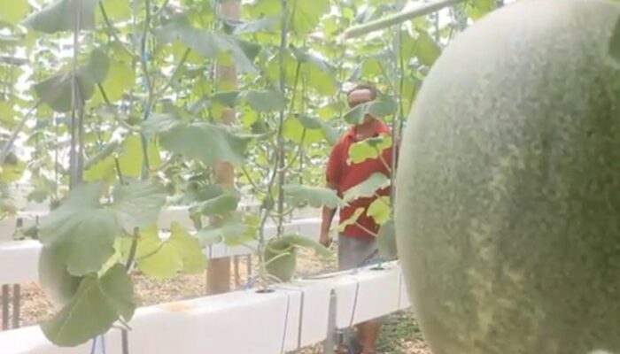 Warga Blora Sulap Lahan Kosong 5 Ribu Meter Jadi Kebun Melon Hidroponik