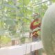 Warga Blora Sulap Lahan Kosong 5 Ribu Meter Jadi Kebun Melon Hidroponik
