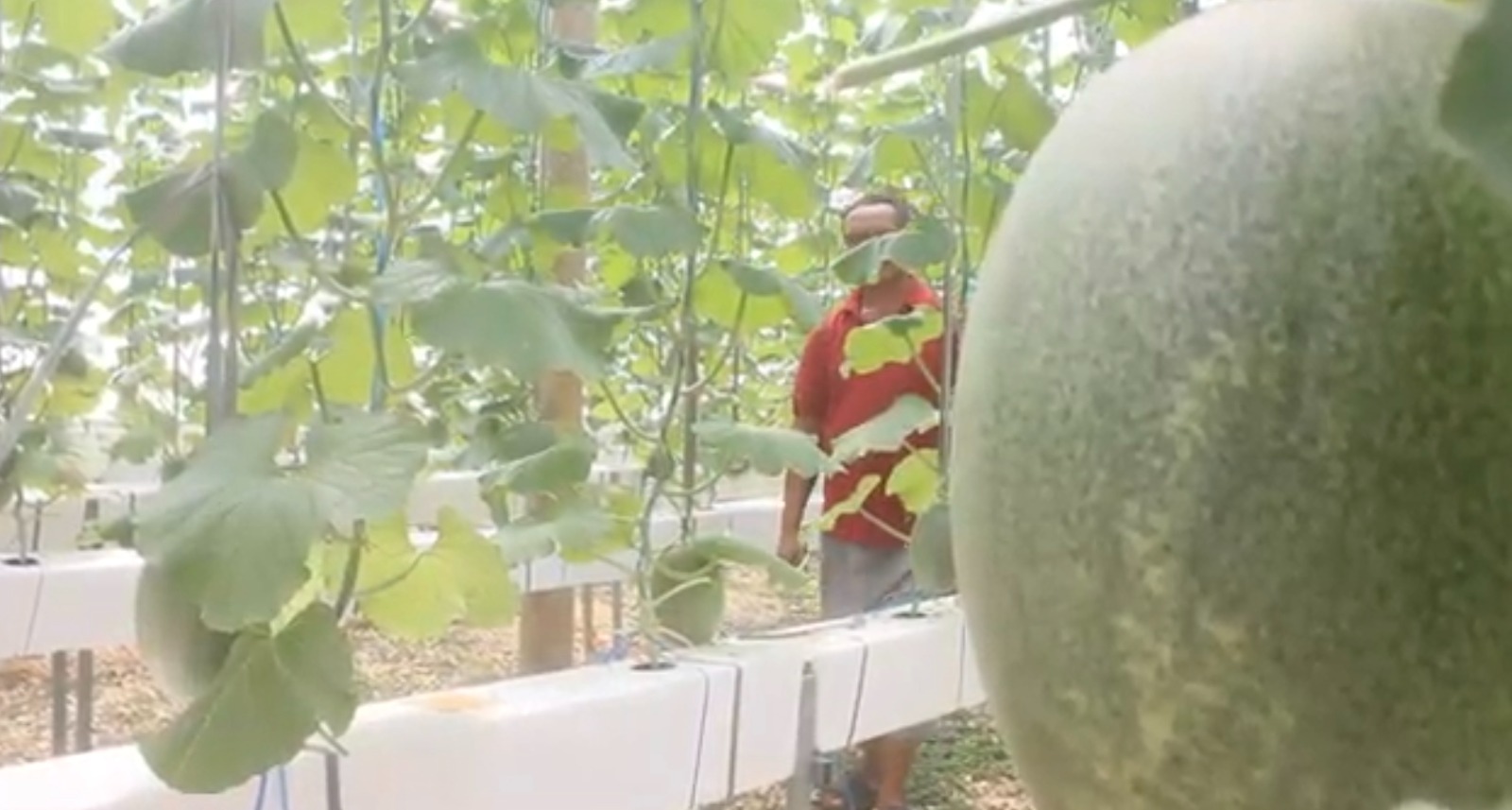 kebun melon hidroponik