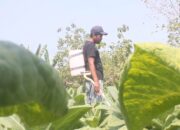 suwarno petani blora