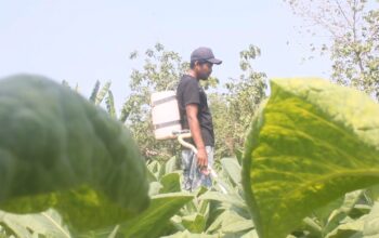suwarno petani blora