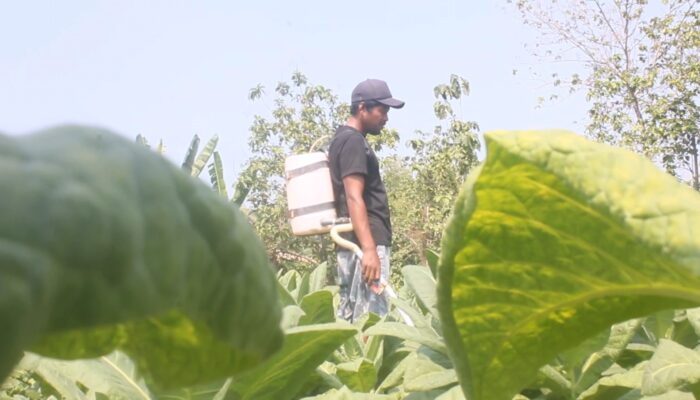 Kemarau Basah, Petani Tembakau Blora Terpaksa Tanam Ulang Hingga Tiga Kali
