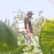 Kemarau Basah, Petani Tembakau Blora Terpaksa Tanam Ulang Hingga Tiga Kali