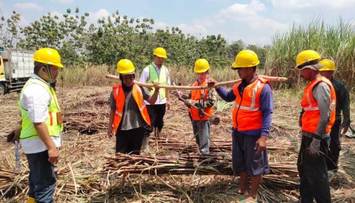 Dukung Swasembada Gula, Perhutani KPH Blora Panen Tebu “TEMANI”