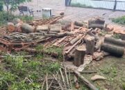 Pohon Tumbang