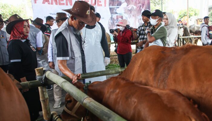 Genjot Produksi Daging, Pemprov Jateng akan Vaksinasi PMK pada Sejuta Hewan Ternak