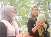 Melon Blora