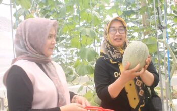 Melon Blora