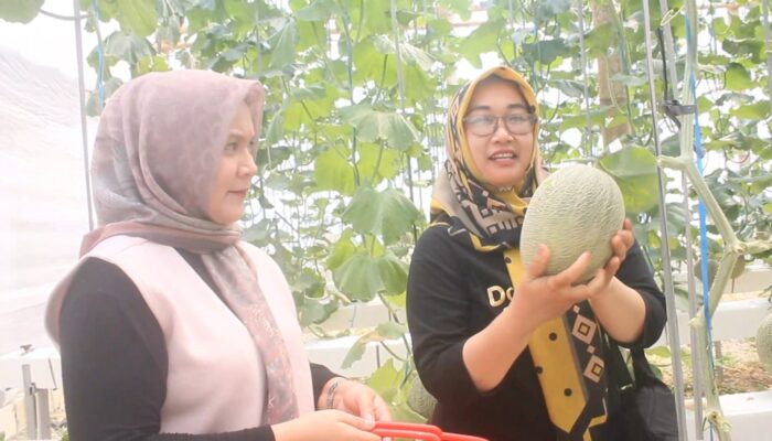 Asyiknya Wisata Petik Buah Melon di Blora: Langsung dari Pohon, Besar dan Segar!