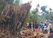 Pohon beringin tumbang di Dusun Gemah, Desa Pakis, Kecamatan Bringin, Kabupaten Semarang. Peristiwa ini terjadi pada Senin, 29 September 2025 sekitar pukul 19.00 WIB. (Bowo Pribadi/beritajateng.tv)
