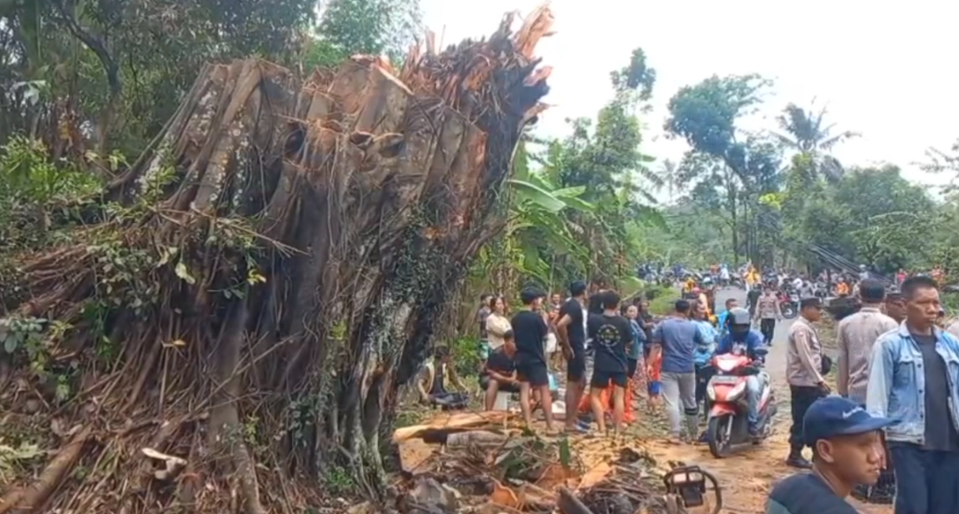 Pohon beringin tumbang di Dusun Gemah, Desa Pakis, Kecamatan Bringin, Kabupaten Semarang. Peristiwa ini terjadi pada Senin, 29 September 2025 sekitar pukul 19.00 WIB. (Bowo Pribadi/beritajateng.tv)