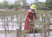 tani blora // cabai keriting