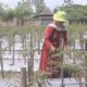 Harga Cabai Merah Keriting Naik Tembus Rp35 Ribu Per Kilogram, Petani di Blora Tancap Gas Tambah Produksi