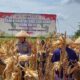 Polres Semarang Bersama Petani Bawen Panen Jagung 1,2 Ton, Masuk Gudang Bulog