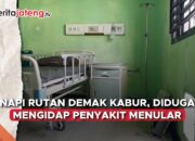 Napi rutan Demak kabur