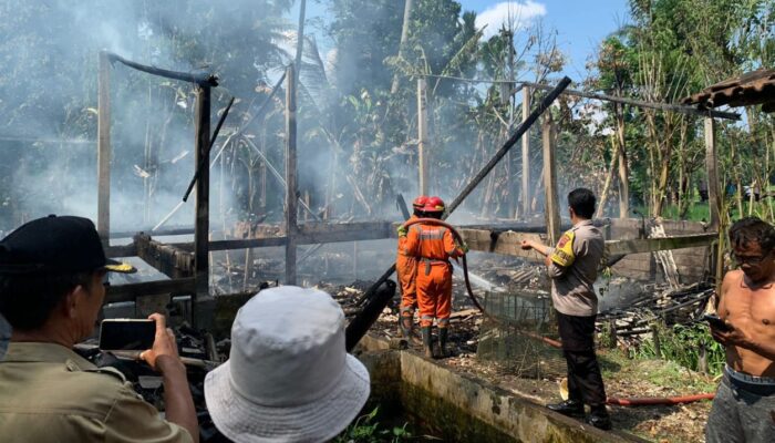 Diduga Korsleting, Kandang Ayam di Dusun Baan Semarang Kebakaran, Kerugian Capai Rp75 Juta