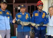 biawak