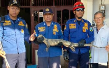 biawak