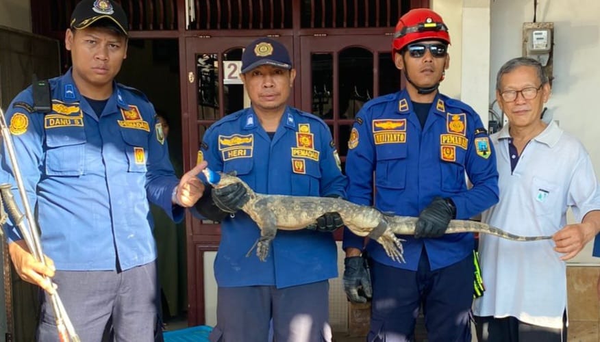 biawak
