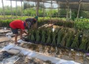 bibit mangrove
