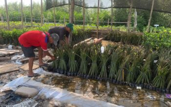 bibit mangrove