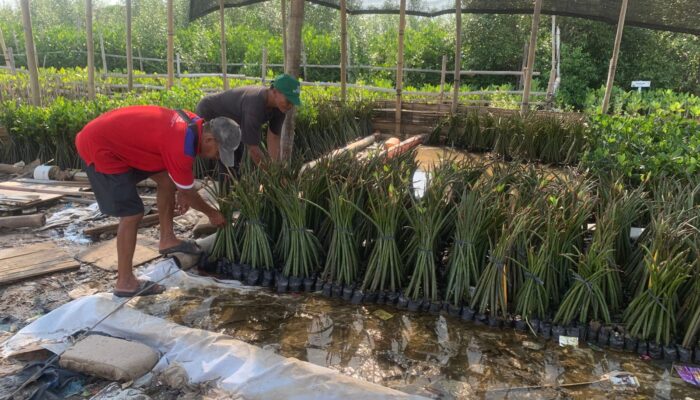 Kisah Tambakrejo Semarang, Dari Kampung Tambak Tergerus Abrasi Menjadi Desa Mangrove Mandiri